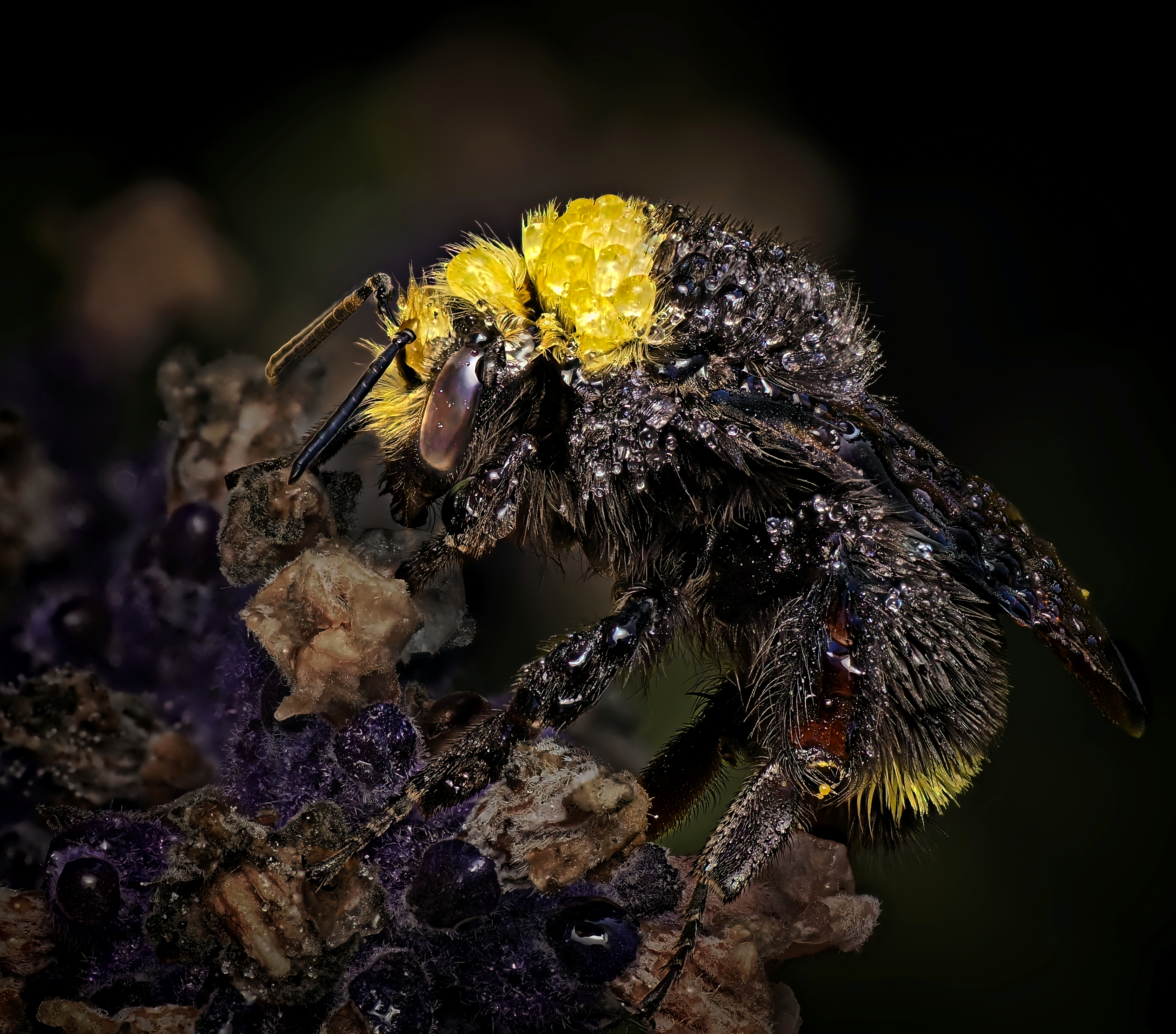 Rain Soaked Bumblebee