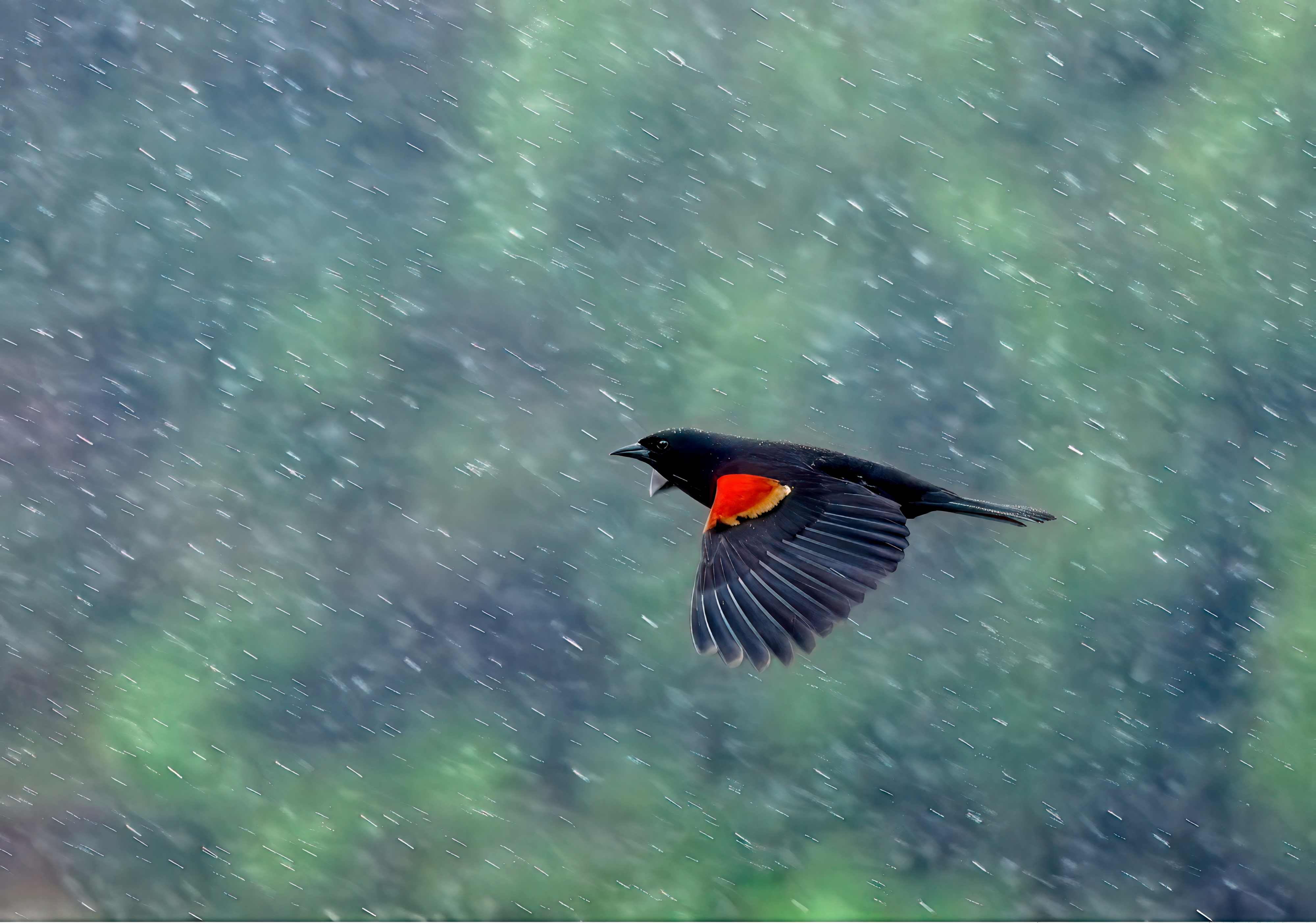 Red-winged Blackbird