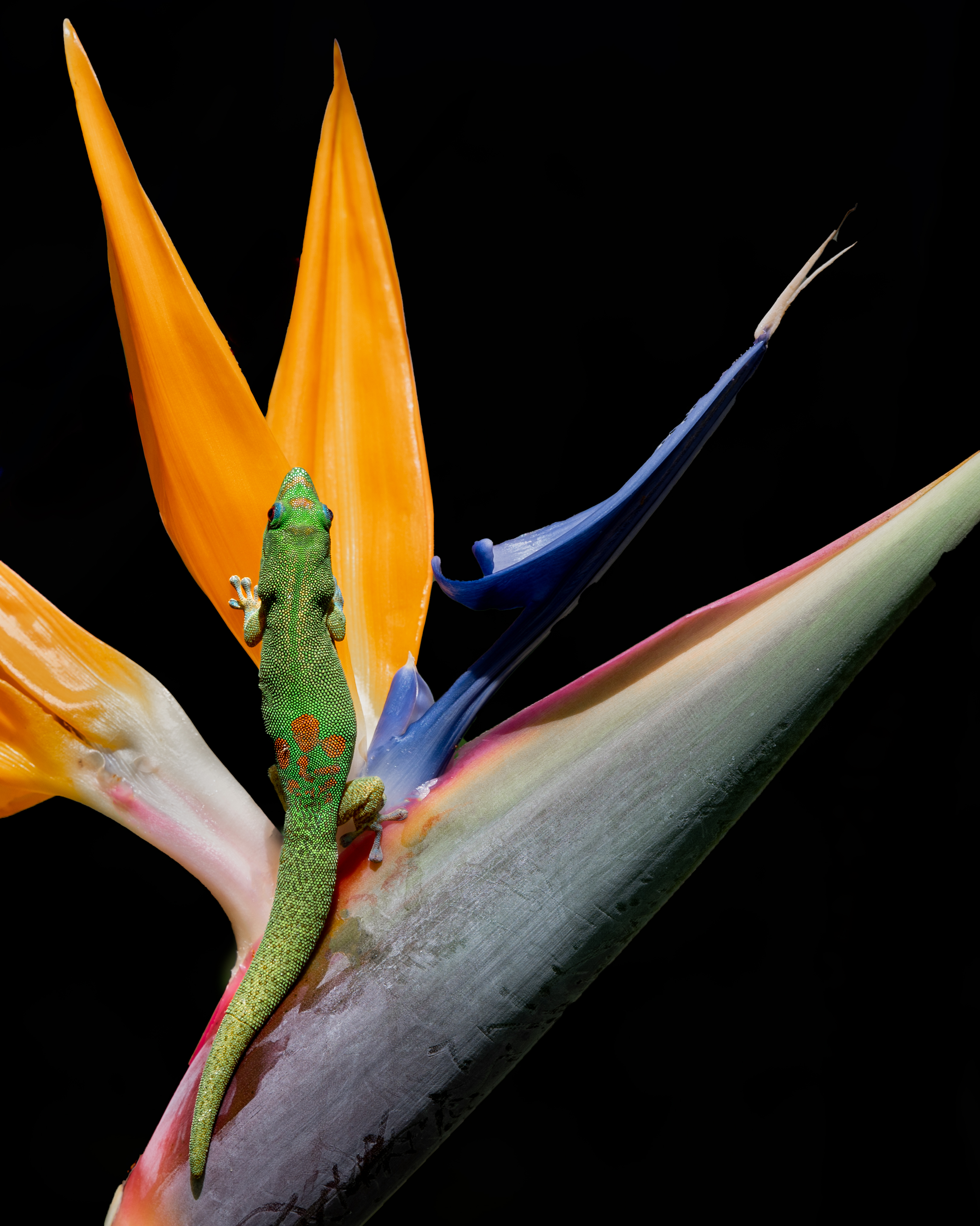 Bird of Paradise with Gecko