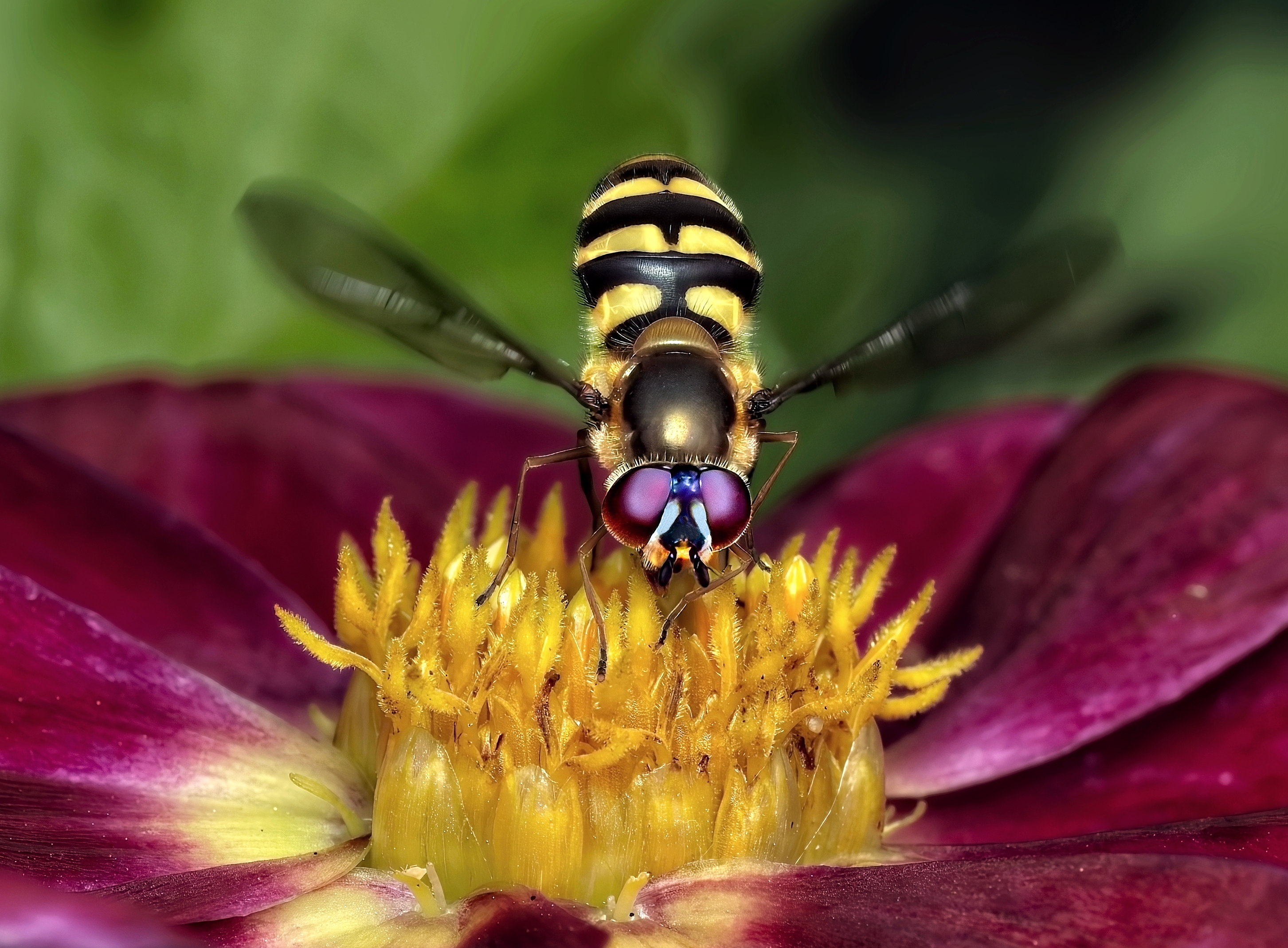 Hover Fly