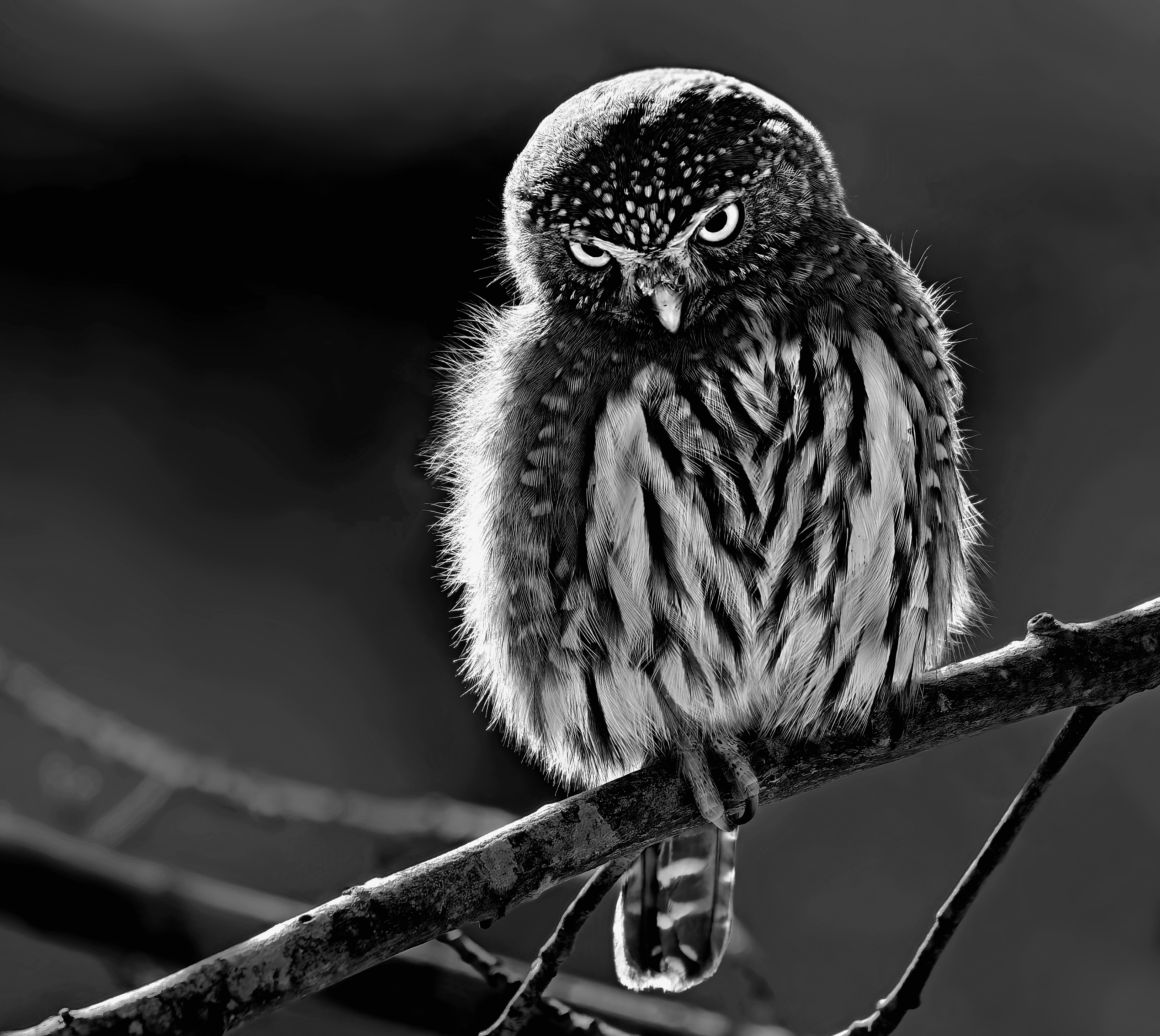 Pygmy Owl