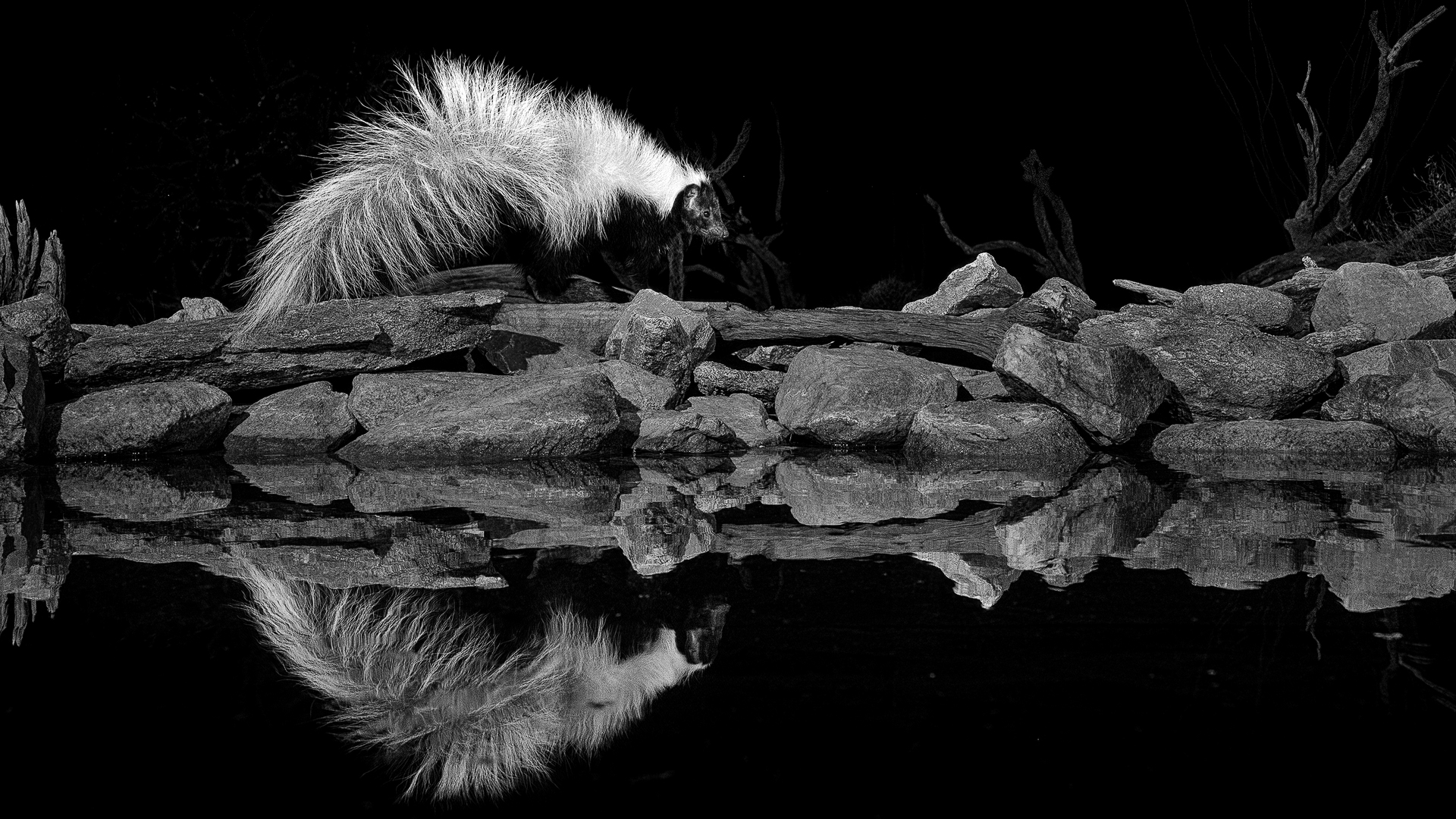 Stripped Skunk in B&W