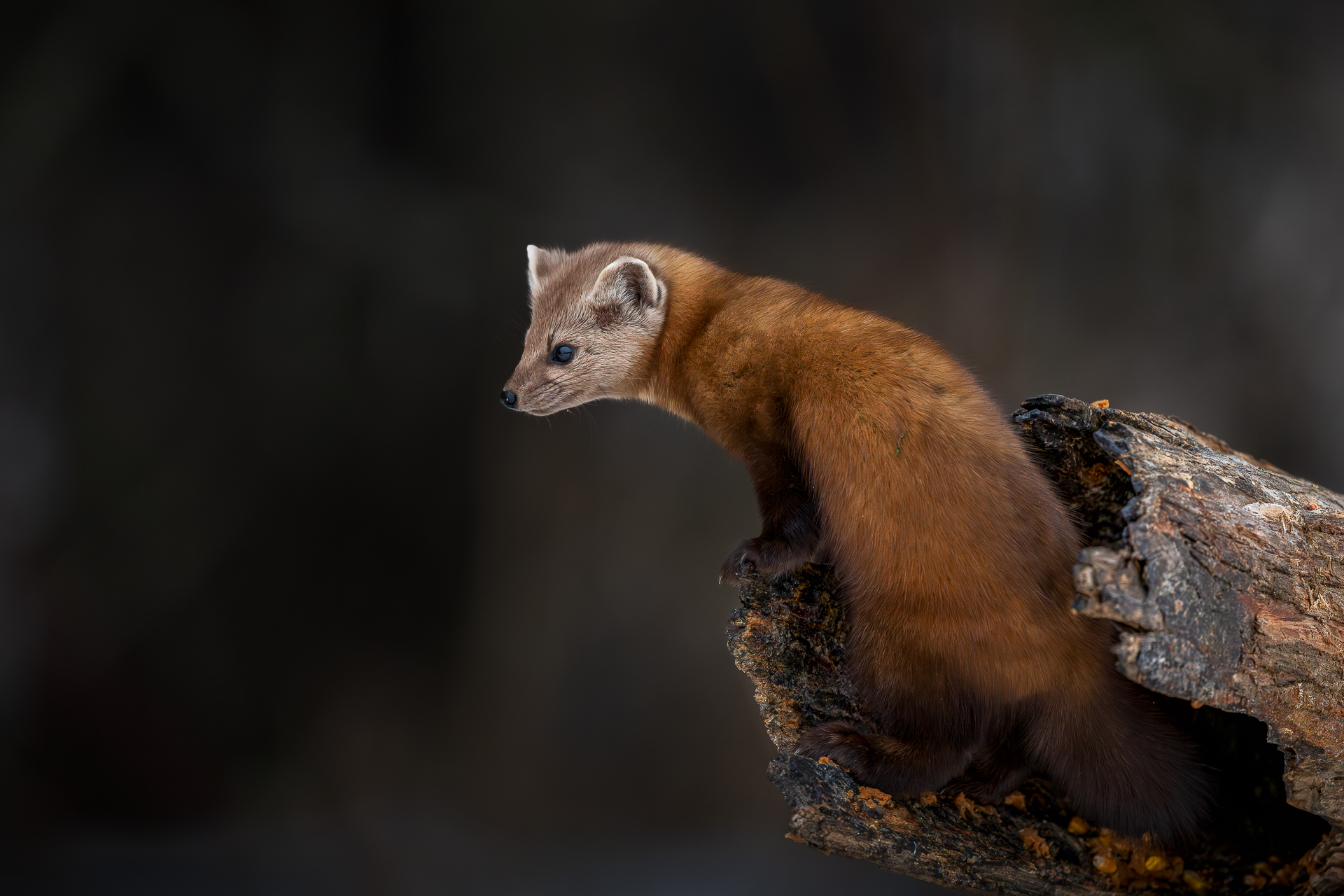 Weasel