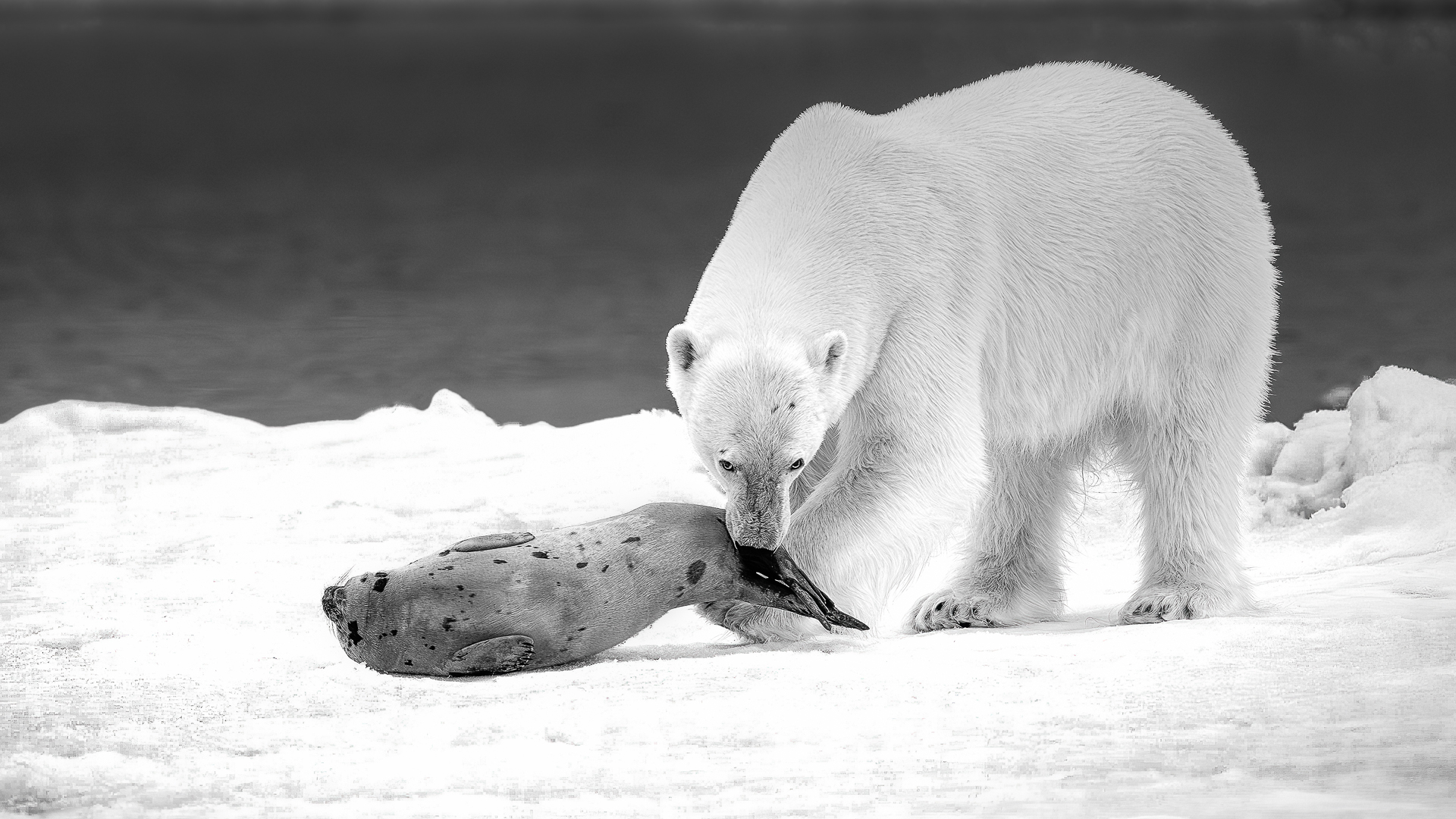 Polar Bear with meal