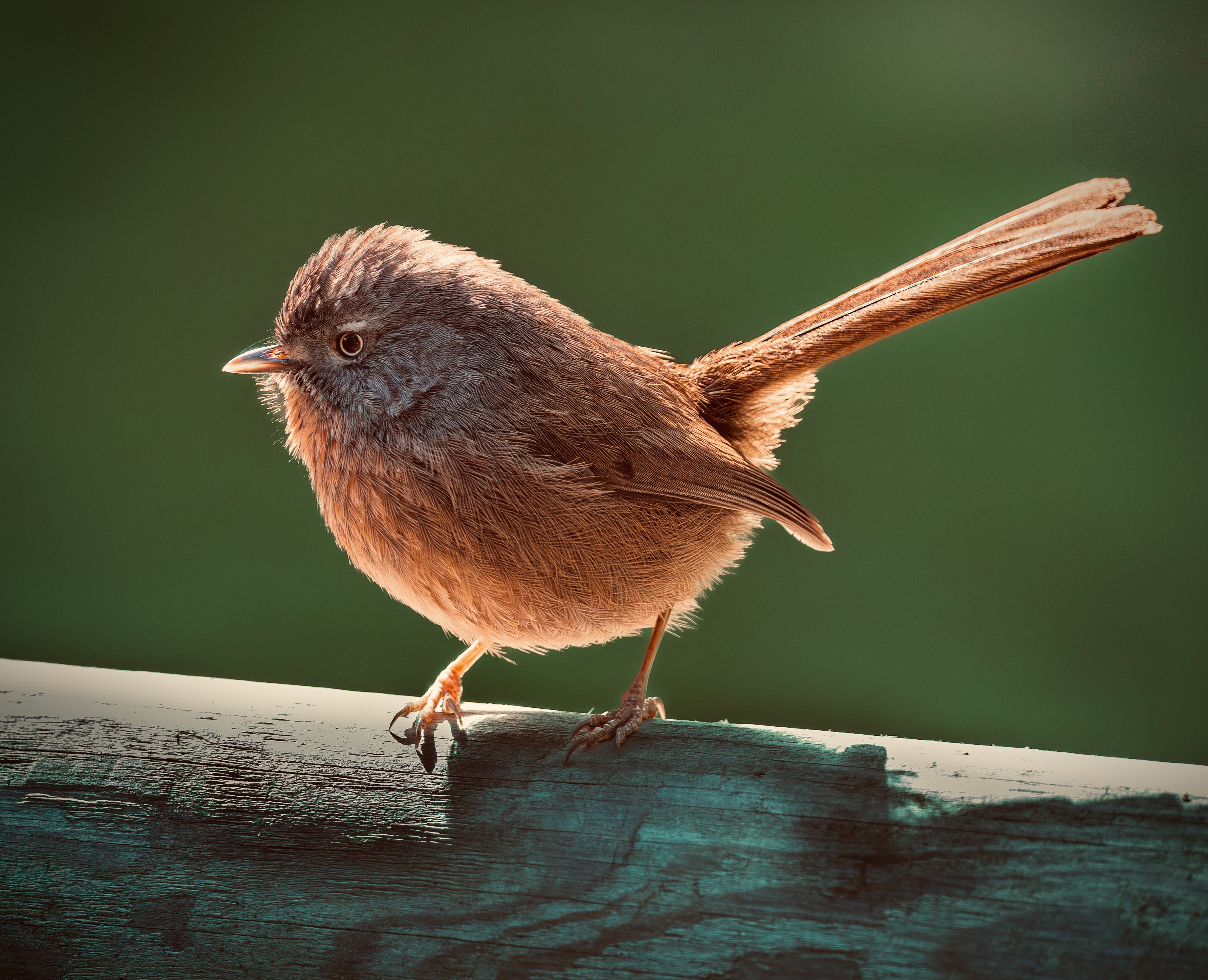 Sun-kissed Wrentit