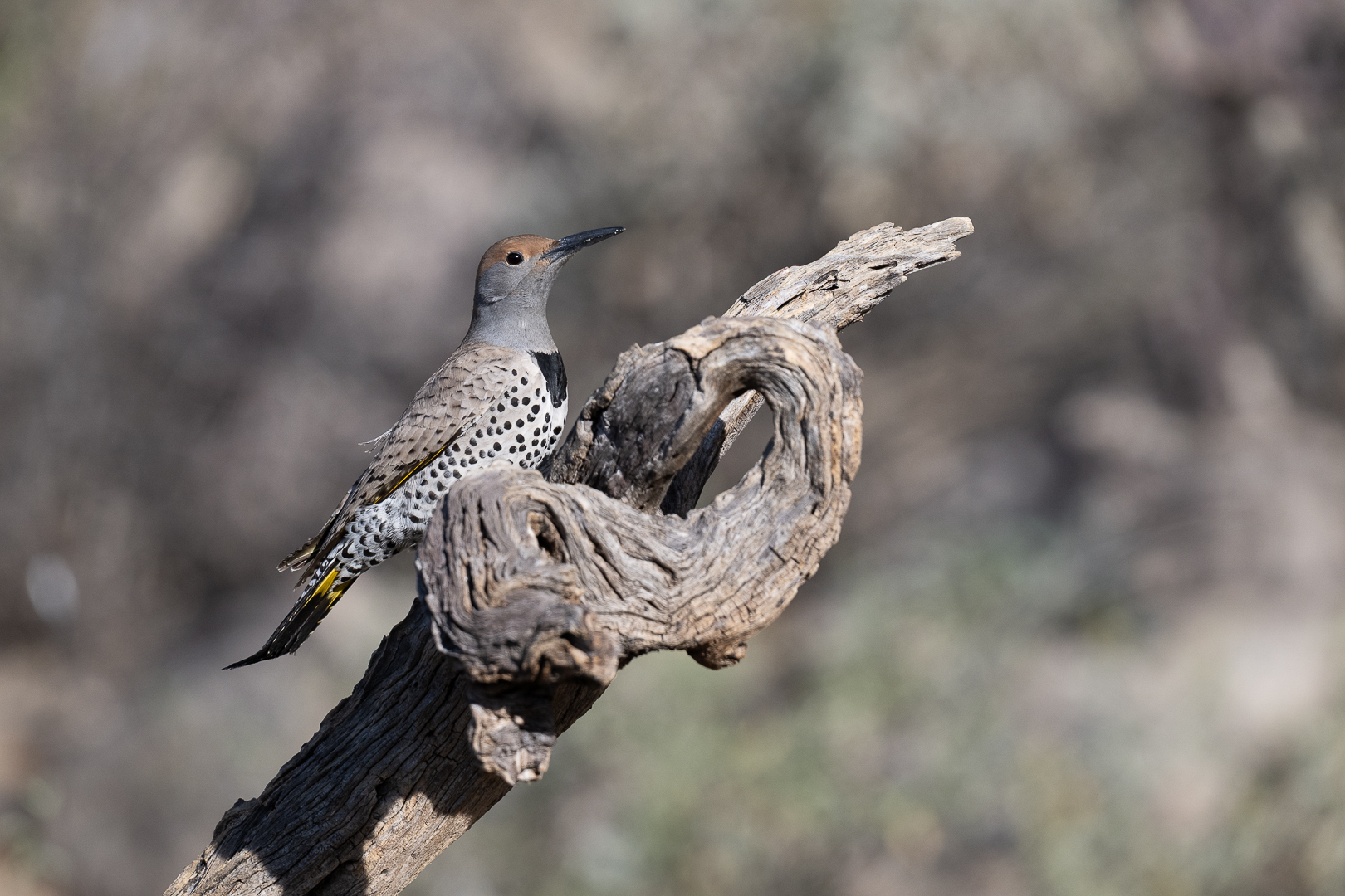 Gilded Flicker