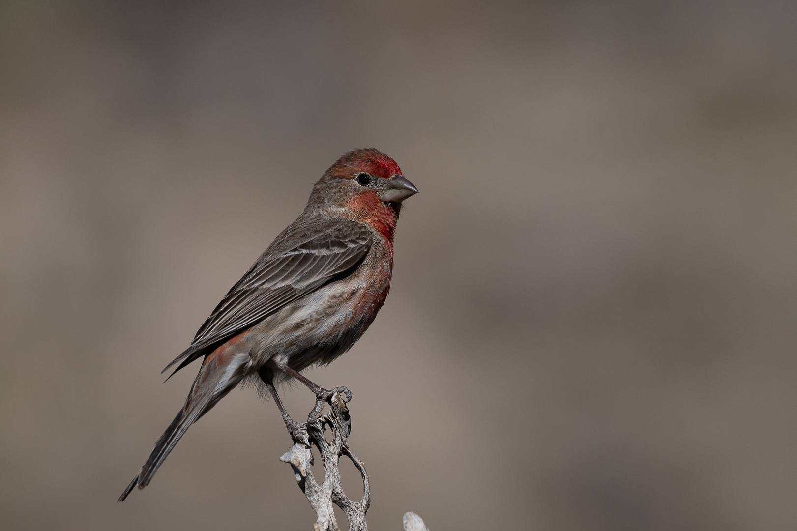 House Finch