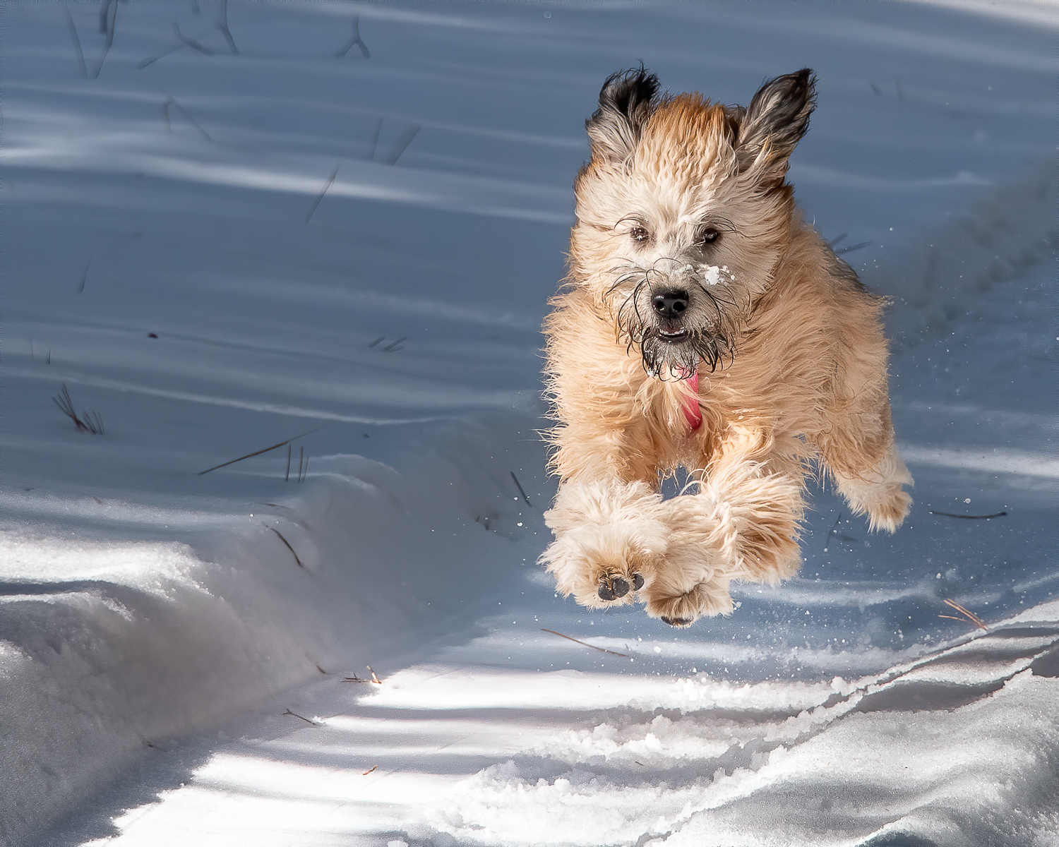 Super Dog